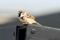 20260623-IMG_7168_website