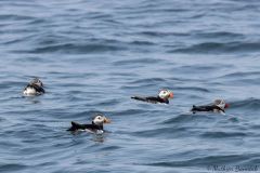 20260625-IMG_7471-2_website