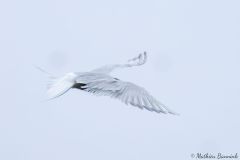 20260626-IMG_7991-2_website