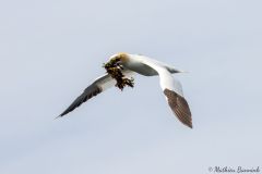 20260629-IMG_8269-2_website