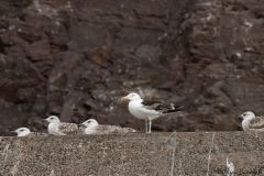 20260629-IMG_8384-2_website