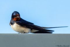 20260704-IMG_8458-2_website