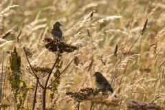 20260704-IMG_8476-2_website