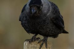20260704-IMG_8503-2_website