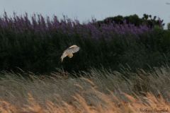 20260704-IMG_8802-2_website