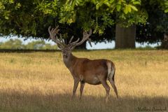 20260707-IMG_8812_website
