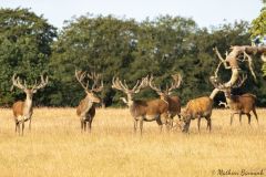 20260707-IMG_8816-2_website
