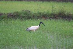 IMG_6984