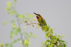 IMG_7007