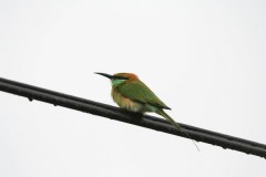 IMG_7062