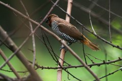 IMG_7137