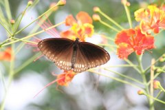 IMG_7194
