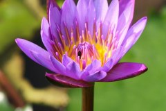 IMG_7196