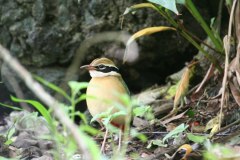 IMG_7379
