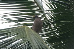 IMG_7421