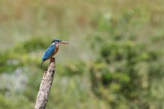 IMG_7586