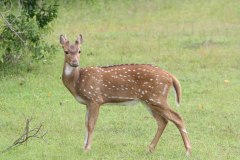 IMG_7622