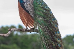 IMG_7656