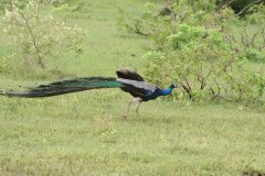 IMG_7682