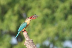 IMG_7748