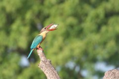 IMG_7750