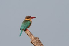 IMG_7754