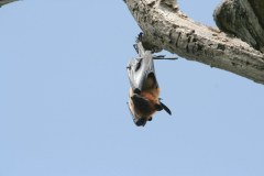 IMG_7786