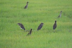 IMG_7790