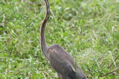 IMG_7796