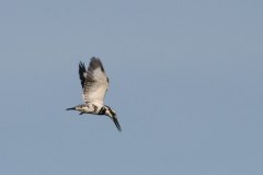 IMG_7813