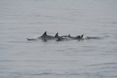 IMG_7863