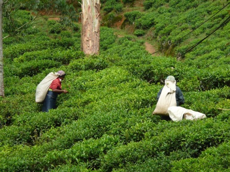 Dag 10: Van Kandy naar Nuwara Eliya