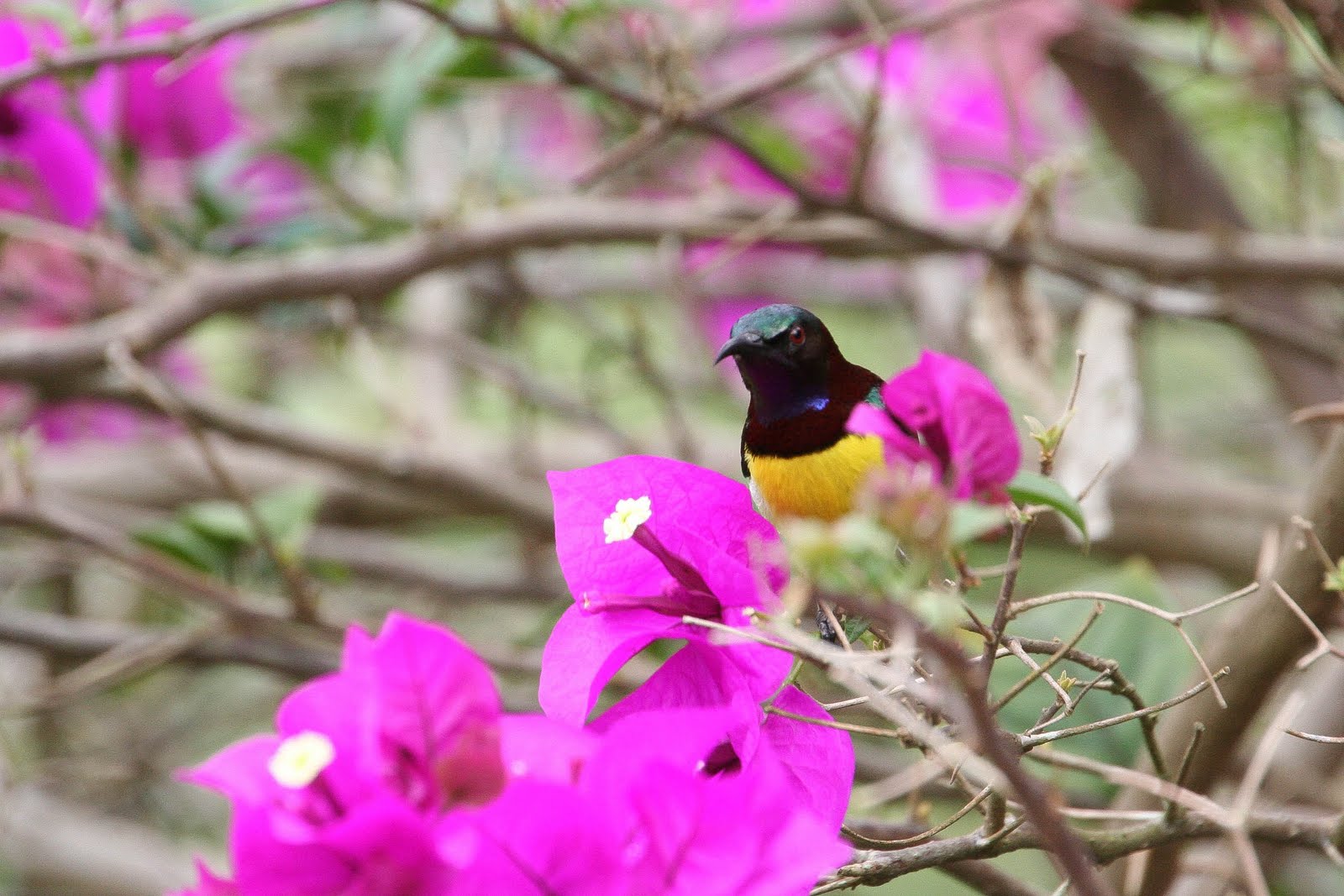 Dag 8: Kandy, een dagje in de tuin