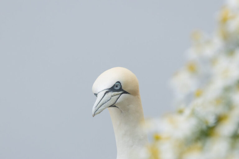 Bempton Cliffs Dag 1