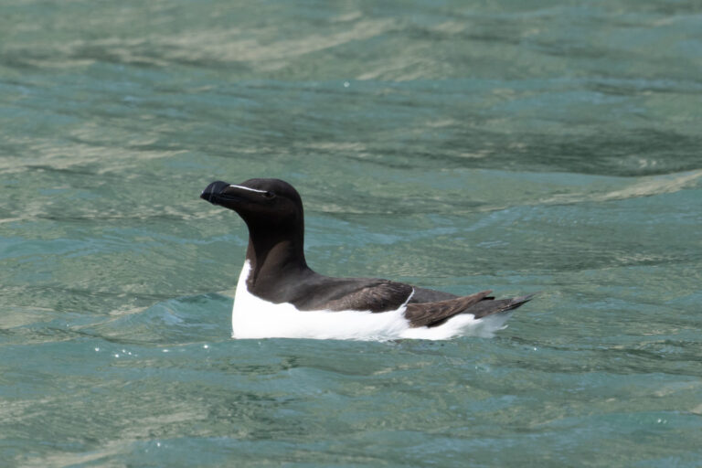 Bempton Cliffs dag 2 en 3