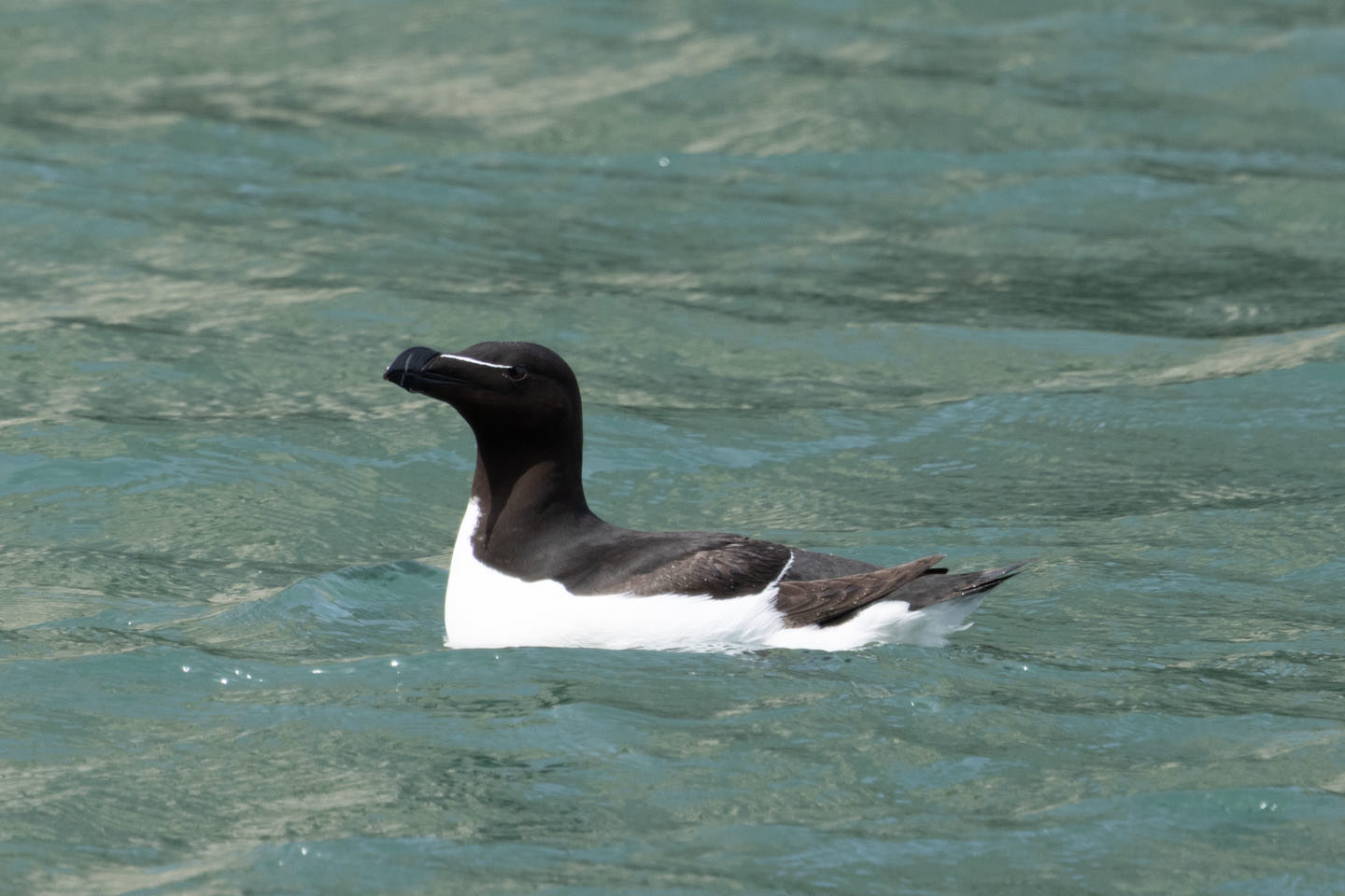 Bempton Cliffs dag 2 en 3